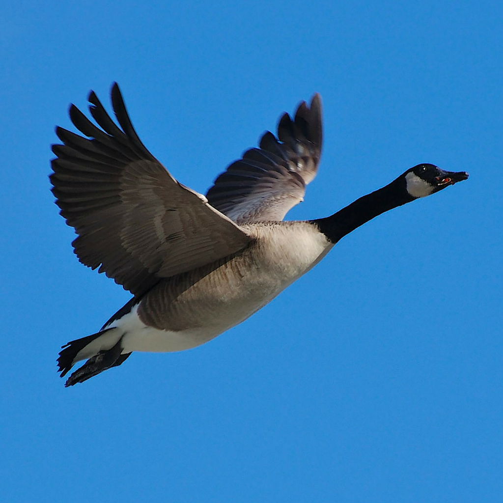 Canadian Goose - Allband Communications